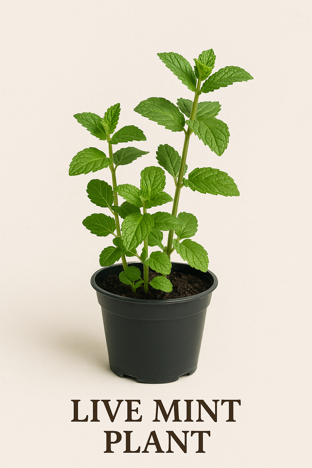 🌿 Live Mint Plant – A Fresh Ally for Healing & Abundance 🌿