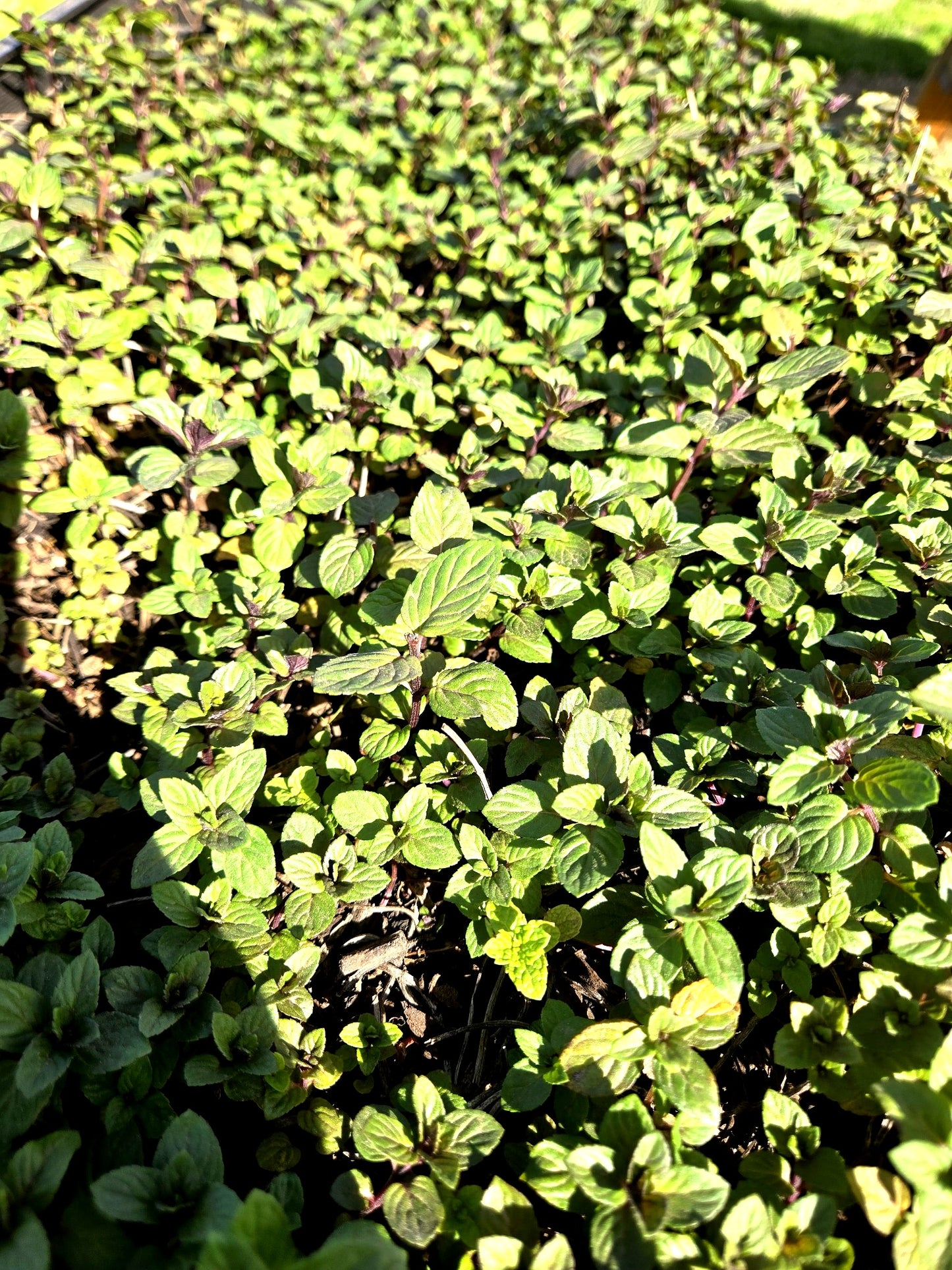 πΏ Dried Peppermint Herb (Mentha Γ piperita) β Hand-Harvested & Ritual-Infused